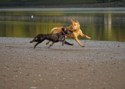 two dogs running side by side on a beach
