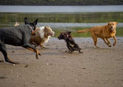 4 dogs playing on the beach