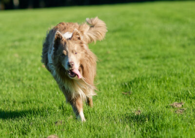 lilac border collie on grass
