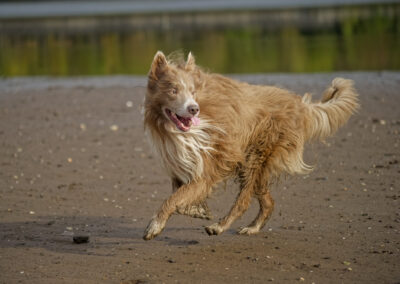 light border collie running on a beach
