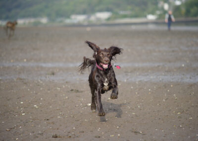 brown cocker spaniel running on the beach