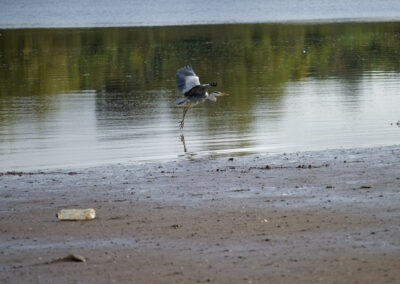 a heron at the river clyde