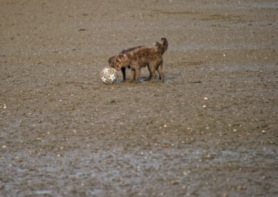 two dogs find a football on the beach