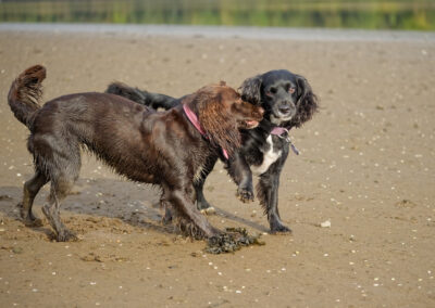 sprocker and cocker spaniel playing on the beach