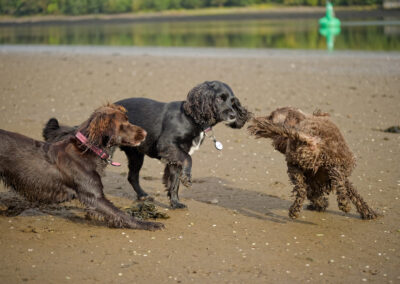 three small dogs play on the beach