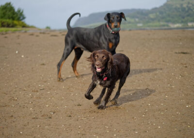 doberman and cocker spaniel on the beach on a sunny autumn morning