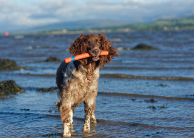 old springer spaniel carrying a rubber stick