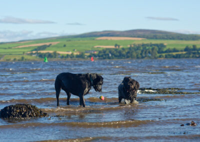 two dogs in the clyde at port glasgow