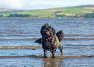 black tibetan terrier standing in a river