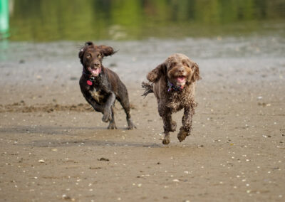 cocker spaniel chasing a cockapoo