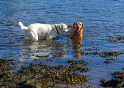 yelllow and red fox labrador in a river