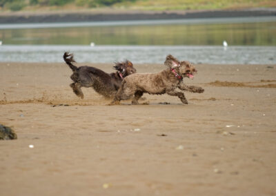 two small dogs run on the beach