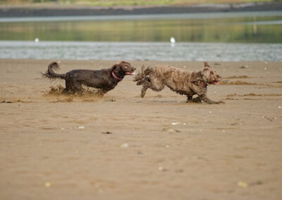 dog chasing another dog and having fun