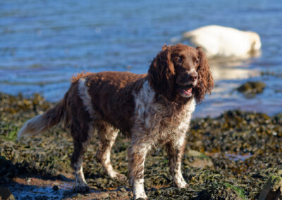 springer spaniel at erskine beach