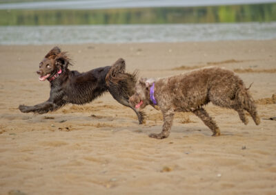 cockapoo chasing a cocker spaniel