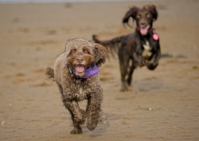 cockapoo and cocker spaniel
