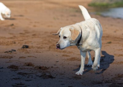 very pale yellow labrador on a beach