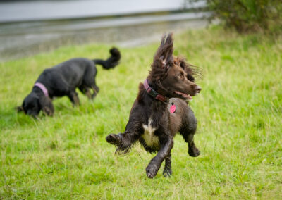 brown cocker spaniel on grass