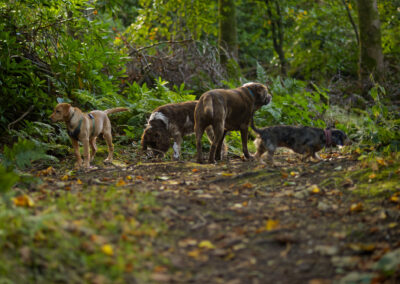 4 dogs standing in a woodland