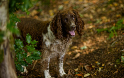 happy springer spaniel on a woodland walk