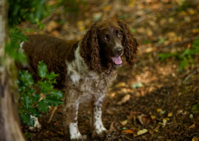happy springer spaniel on a woodland walk