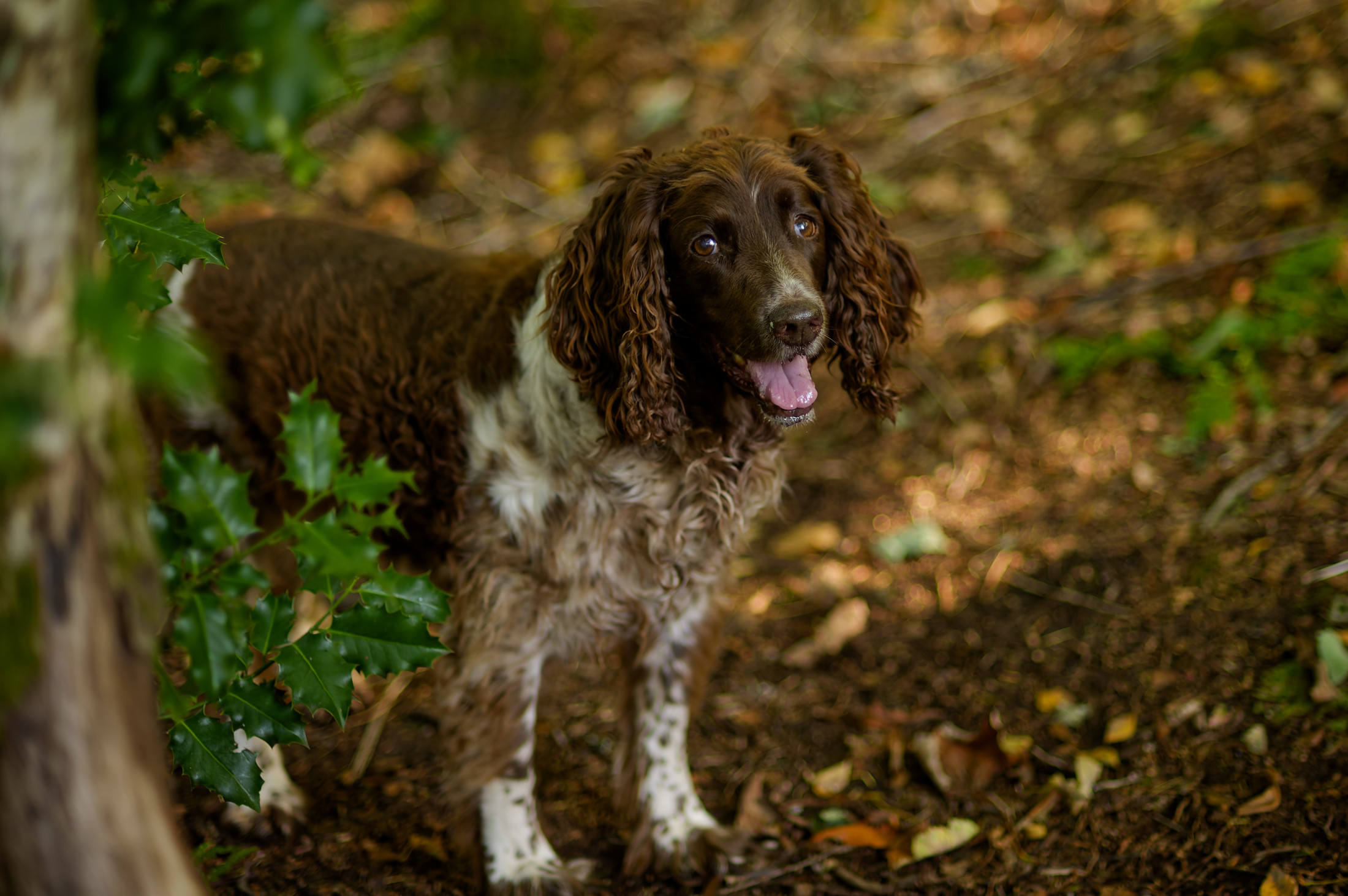 Flo happy springer spaniel on a woodland walk