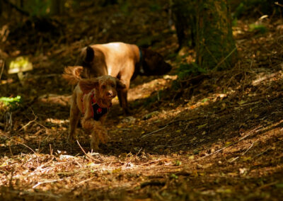 apricot cockapoo in a sunlit woodland