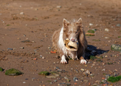 border collie with a burst ball