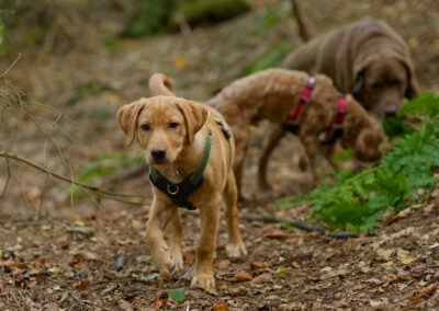 13 week old labrador puppy