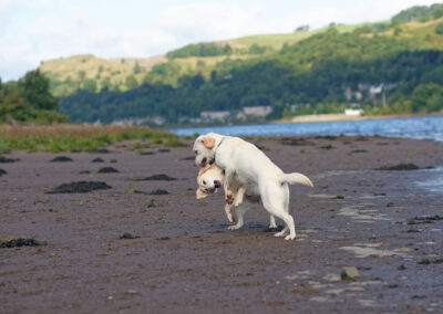 two labradors play fighting