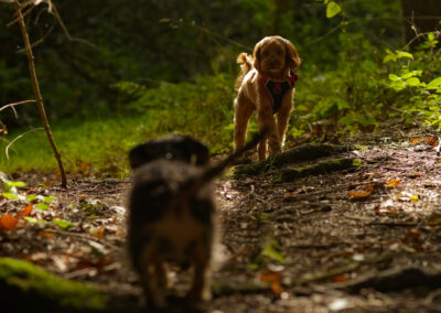 cockapoo watching another dog approach