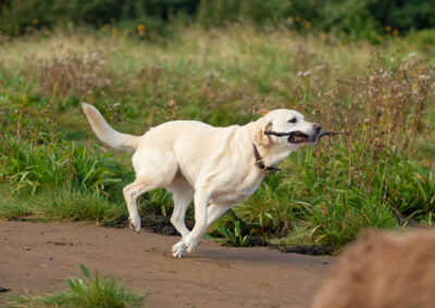 yellow labrador running with a stick