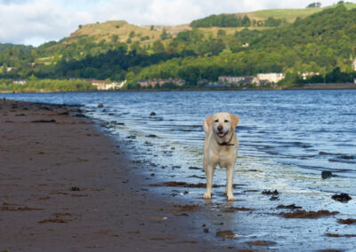 yellow labrador standing on the coast line