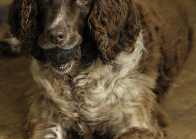 spaniel laying on wooden floor