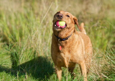 red fox labrador with ball