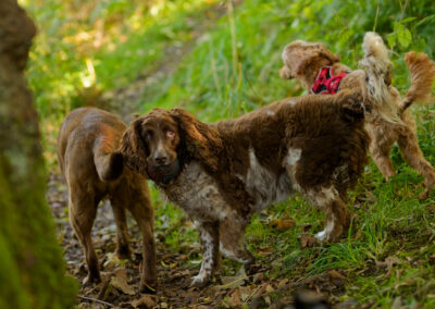 dogs on a narrow woodland trail