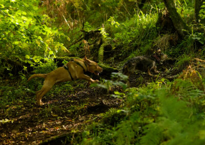 puppy labrador chasing a dachshund