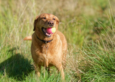 red fox labrador with ball in mouth