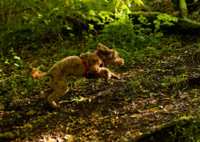 side on profile of a cockapoo running
