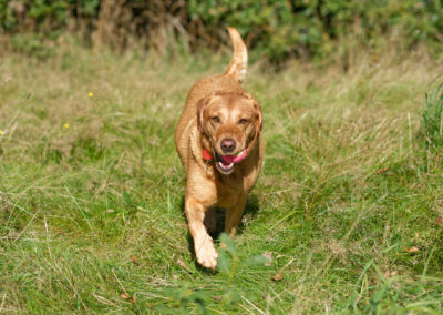 red fox labrador with her ball