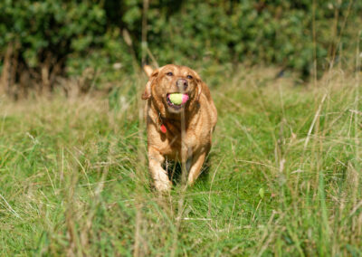 red fox labrador