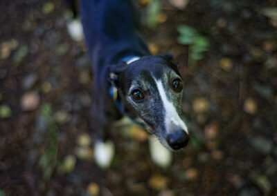 close up photo of a black and white whippet