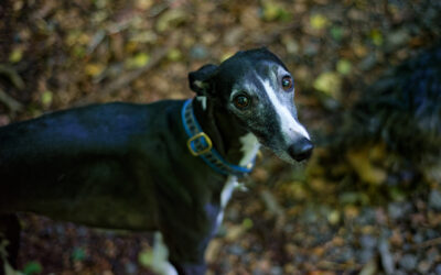 black and white whippet in a woodland
