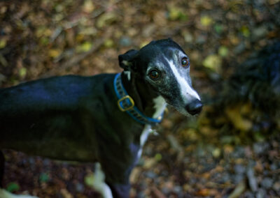 black and white whippet in a woodland