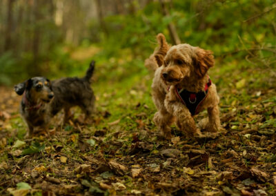 dachshund and cockapoo in a wood