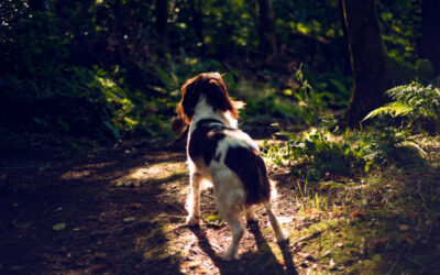dog standing under a ray of light
