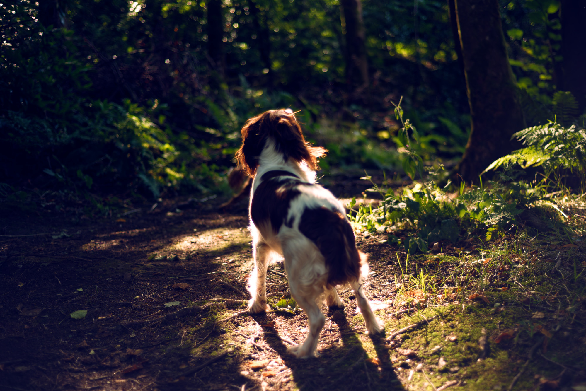 _DSC2210_DxO1-2 dog standing under a ray of light