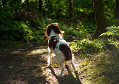 springer spaniel standing in a some dappled light