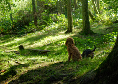 two small dogs in a woodland