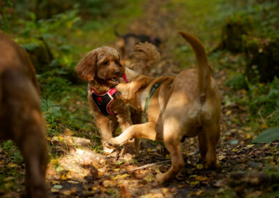 small cockapoo playing with a big puppy